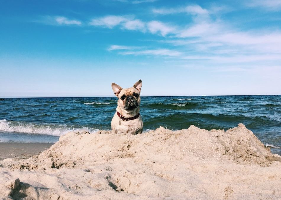 Partir en vacances avec son chien, à quoi faut-il penser?
