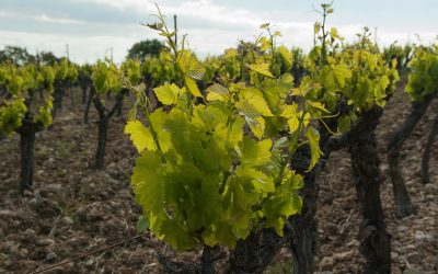 L’achat de vin sur le web en grande augmentation depuis le confinement